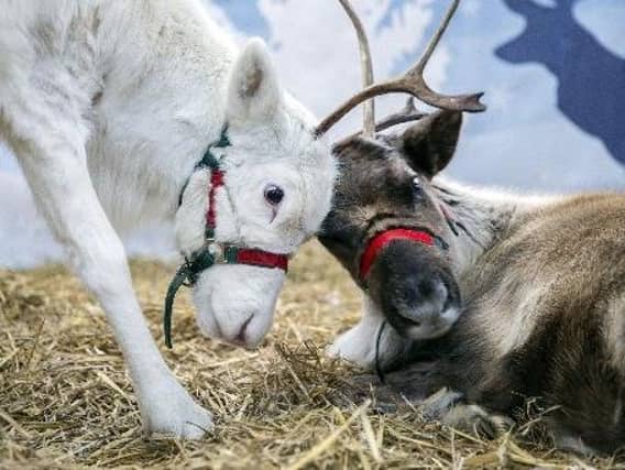 Welford Christmas Tree Farm. Pictures by Kirsty Edmonds.