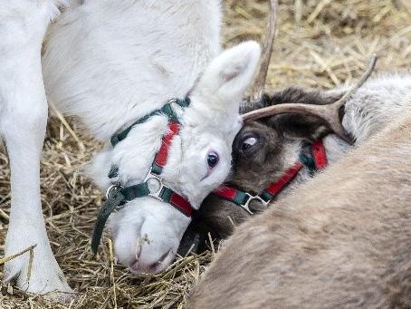 Welford Christmas Tree Farm. Pictures by Kirsty Edmonds.