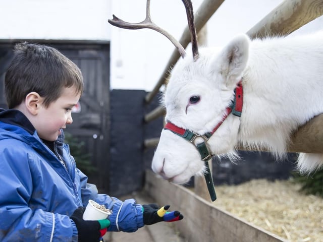 Welford Christmas Tree Farm. Pictures by Kirsty Edmonds.
