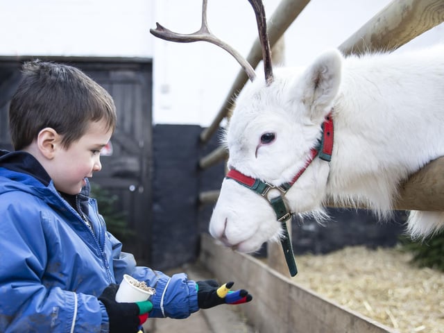 Welford Christmas Tree Farm. Pictures by Kirsty Edmonds.