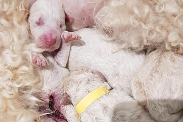The puppies weren't even a day old.