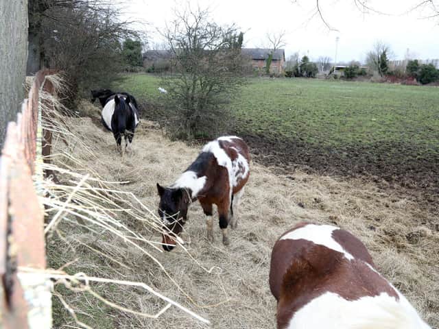 The horses at the Embankment in Wellingborough yesterday