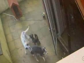 A screen grab of the CCTV footage from when the Dalmation cross got into Christina's garden and bit her dog.