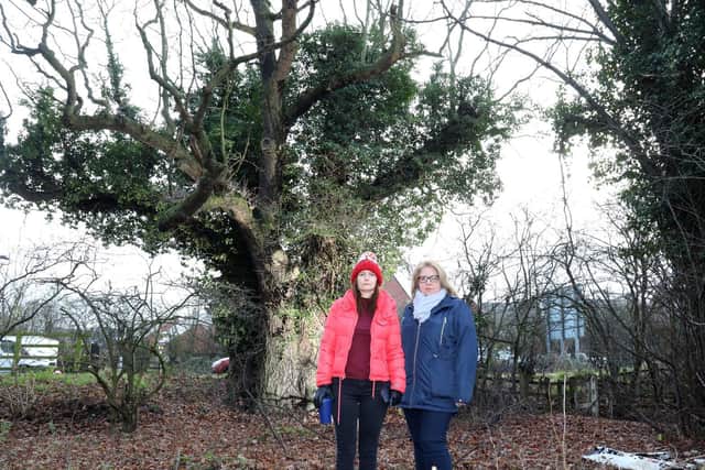 Campaigners Vanessa Penman and Justina Bryan with the 'Three Oak' threatened with felling because of work on the Chowns Mill junction
