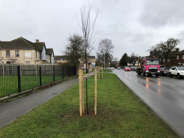 Some of the new trees that have been planted in Rockingham Road, Corby