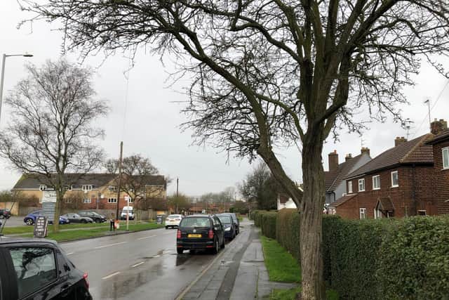 The streets of Central and Lloyds ward were designed with trees in mind