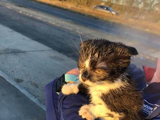 A kitten was found in bin bags by Stanwick Lakes yesterday morning