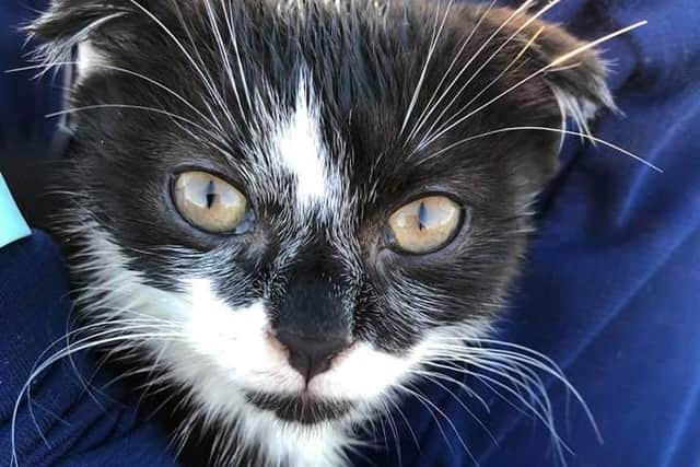 The kitten was taken to the vets, where it was later reunited with its owner
