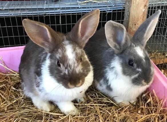 Some of the rabbits in need of re-homing