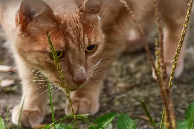 Top Northampton vet is warning of pets coming into contact with antifreeze