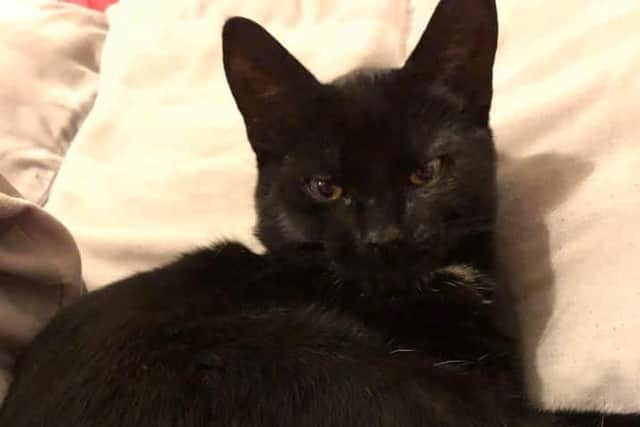 Seven-month-old kitten, Neo, was found beheaded in Brackley