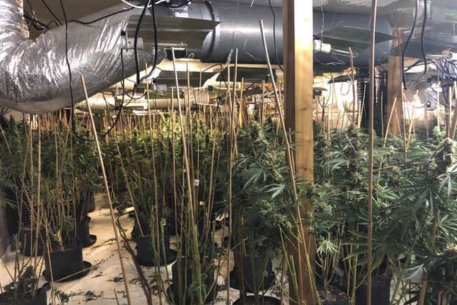 The plants were ready to harvest.