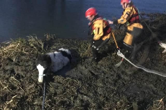 Firefighters rescuing the pony