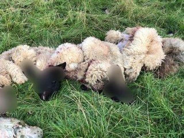 Hundreds of sheep were illegally butchered across Northamptonshire between July and October in 2019.