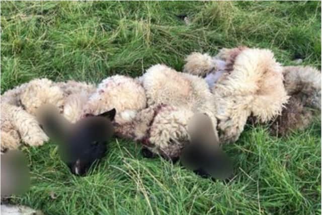 Hundreds of sheep were illegally butchered across Northamptonshire between July and October in 2019.
