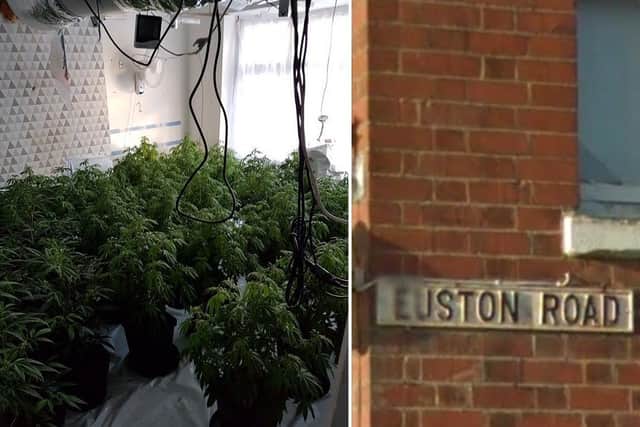 Police seized and destroyed 198 cannabis plants from an address in Euston Road, Northampton