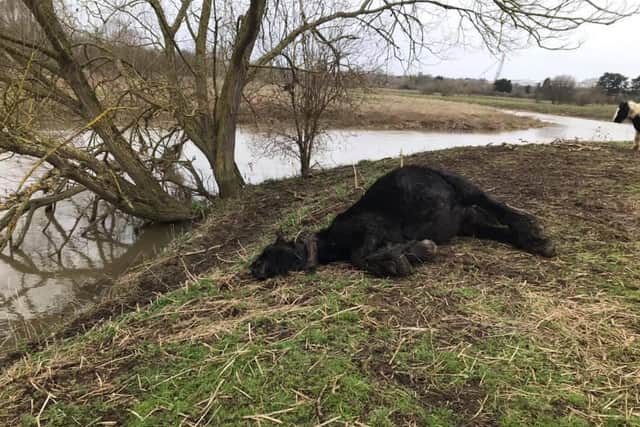 A dead horse has been left in a Wellingborough field for more than a week