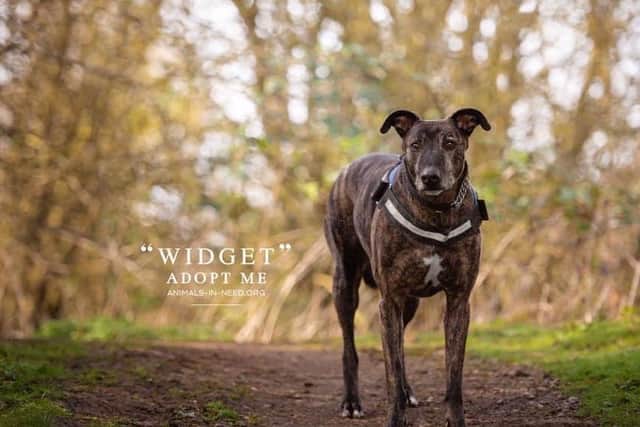 Widget