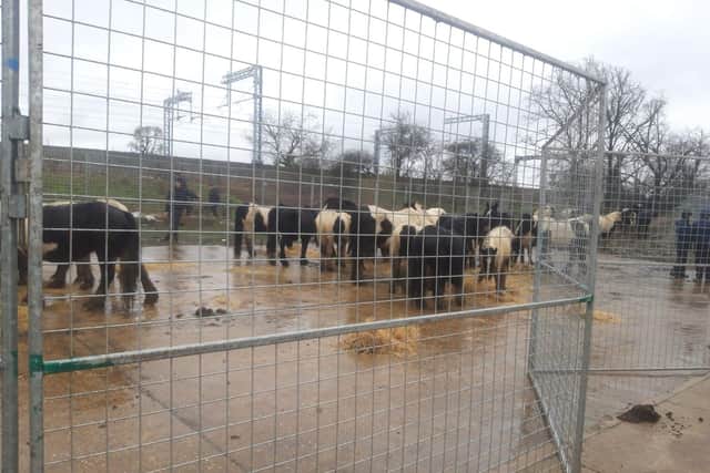 The horses were rescued and placed into this pen to be checked over.
