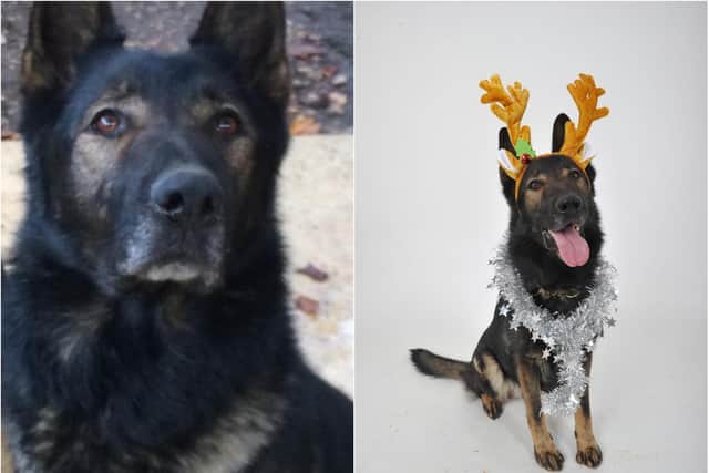 Retired Police Dog, Roddy, has died, aged 12. Photo: Northamptonshire Police/Northants Police Dog Section/Twitter