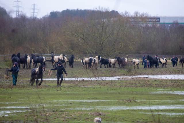 43 horses were rescued. Credit: World Horse Welfare
