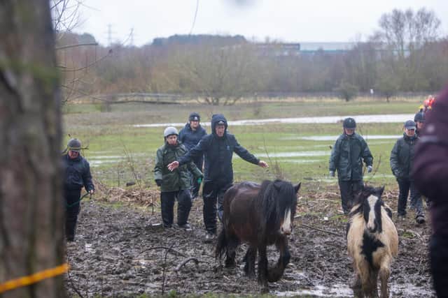 43 horses were rescued. Credit: World Horse Welfare