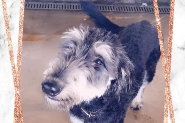 Prince is hoping to be re-homed
