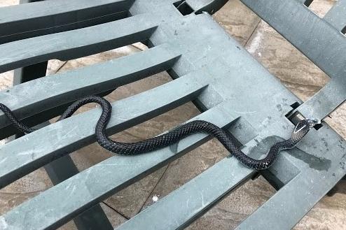 A woman and her son were frightened after spotting a snake sitting on a garden chair in a garden and called the police for help who alerted the RSPCA. Animal rescuer Martyn Fletcher was nearby and attended, but all was not as it first seemed... He said: “It didn’t take me too long to realise that this King Cobra was the plastic kind - thankfully too, as they are deadly venomous snakes. Obviously we are trained to be able to identify snakes but it is not so obvious to members of the public - so I understand they may have been spooked by the sighting. It appears that the toy had come from children in a neighbouring garden - so the snake has now been returned to its home!”
