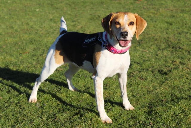Bella is a beautiful 3 year old Beagle Cross who needs a little guidance with her training. She is a lovely girl who is friendly with everyone she meets, but she prefers to do her own thing a lot of the time. She likes to be kept busy and a good way of doing this is through training. She has lots of energy and loves her walks so if you're looking for a hiking companion then Bella could be just right. She is fine around other dogs but is really not interested in socialising with them. This means that she can't share her home with any other pets for now. She is housetrained but will likely need a little refresher as she settles into her new home.