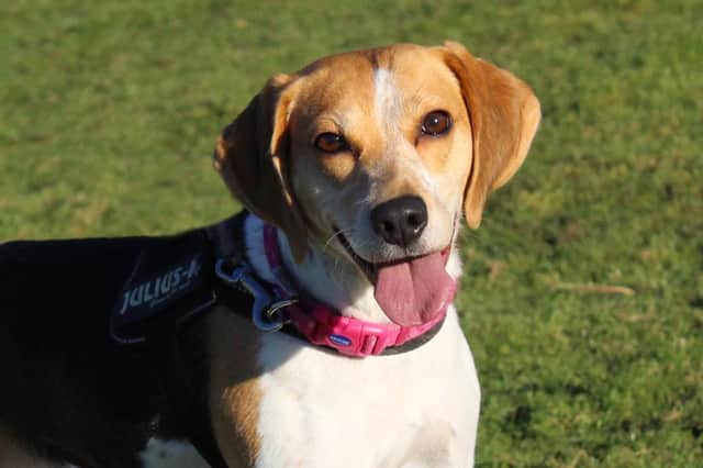 Bella the beagle is looking for her forever home this week.