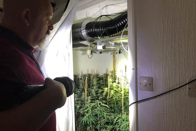 Police unearthed a huge cannabis farm worth around 300,000 in a plush Corby house