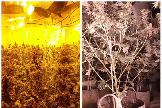 These plants came from a raid in Rushden last week