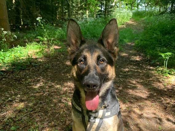 PD Kez is celebrating her third birthday. (Photo Northants Police Dog Section)