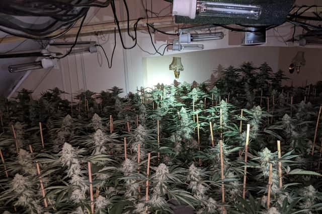Inside the cannabis factory in Ringstead. Picture by Northants Police.