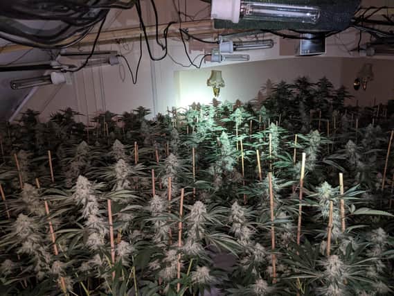 Inside the cannabis factory in Ringstead. Picture by Northants Police.