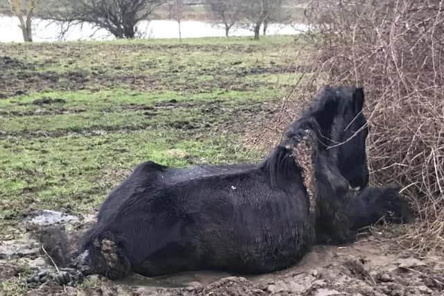 The Northants Telegraph received numerous pictures like this one of horses in a bad condition in and around Wellingborough's Embankment ahead of the rescue operation in February