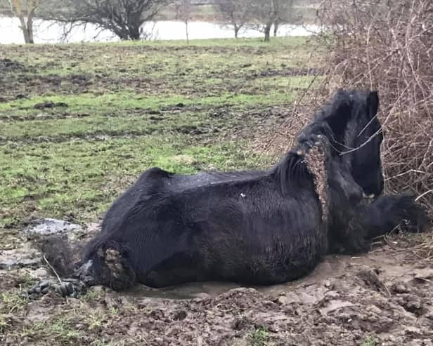 The Northants Telegraph received numerous pictures like this one of horses in a bad condition in and around Wellingborough's Embankment ahead of the rescue operation in February