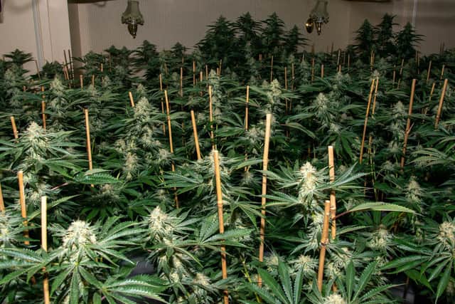 Inside the Ringstead drug factory. Picture: Northants Police.