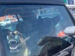 The dogs were left in this hot car