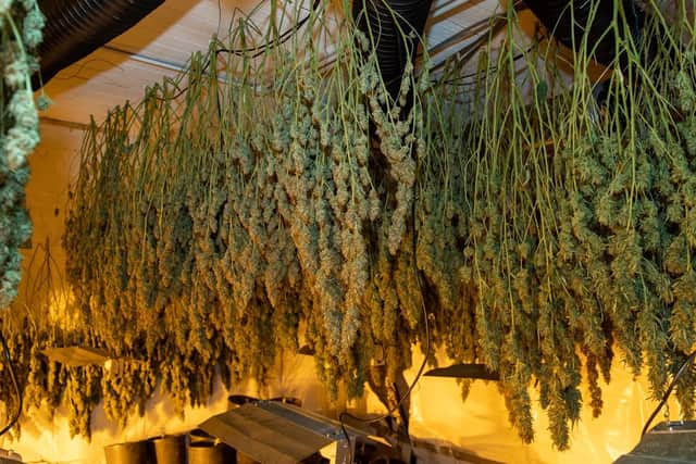 Another cannabis farm has been found in Northampton.