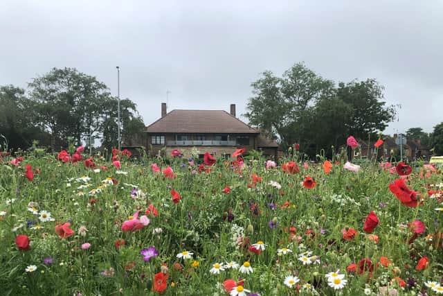 A wildflower roundabout in Studfall Avenue. Copyright: Northants Telegraph.