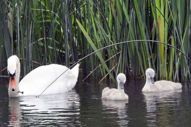 The swan with its cygnets