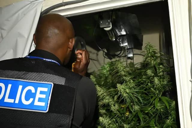 A cannabis farm in Semilong was one of several shut down in recent weeks