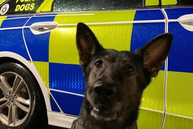 Pd Duke is being trained to take over from PD Nala when she retires in 2021