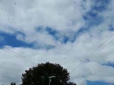 Huge flocks of birds have been seen over Kettering