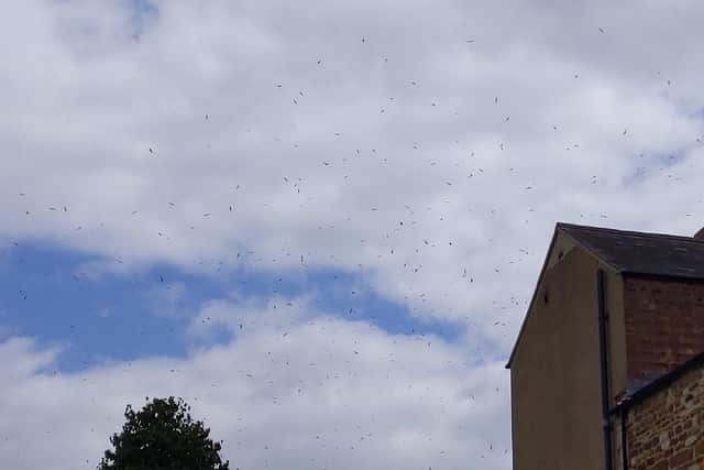 Hundreds of birds are circling above the town