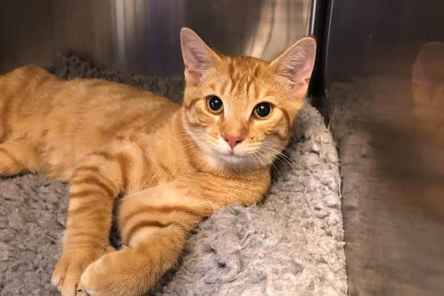 Animals In Need is hoping to re-home 10-month-old Scotty