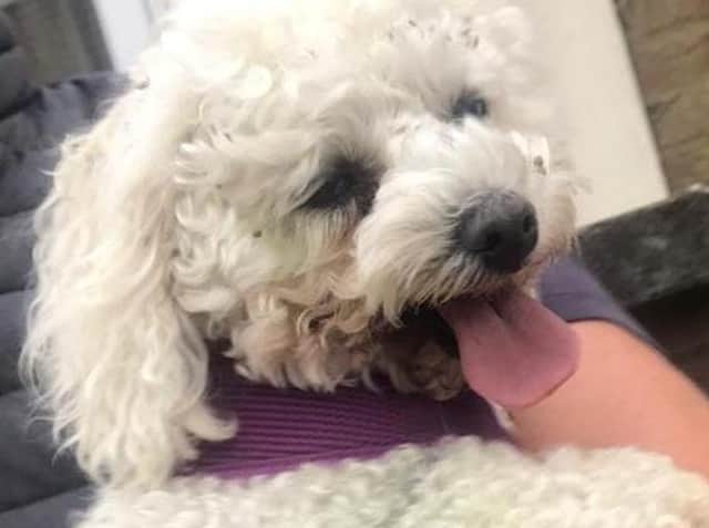 Emily the Bichon Frise was spotted all over Kettering in her six-hour ordeal