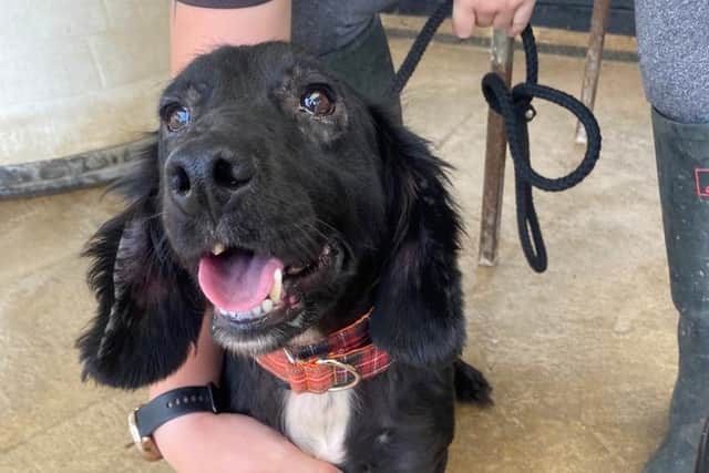 Olive the 'super friendly' spaniel