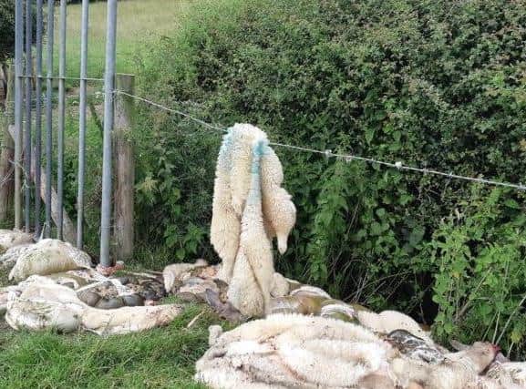 Northamptonshire was plagued with sheep killings in 2018 - but the rise in costs is more likely because of theft of expensive machinery.